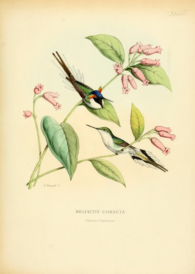 Heliactin cornuta de Louis Victor Bevalet